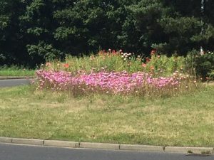 Wildflowers on Chicken Roundabout 2019