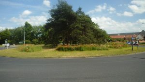 Wildflowers on Chicken Roundabout 2019