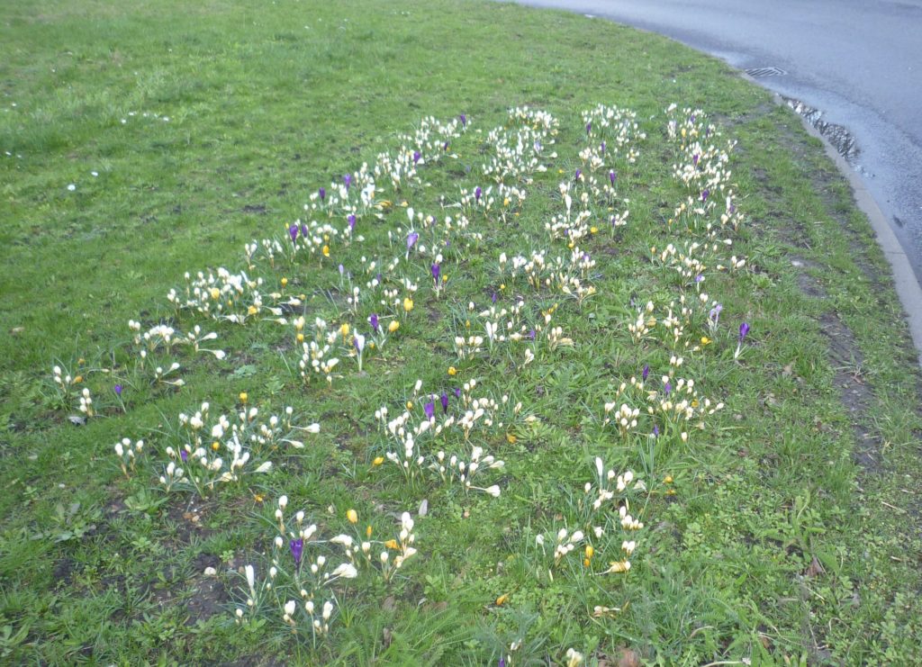 Beautiful Crocuses