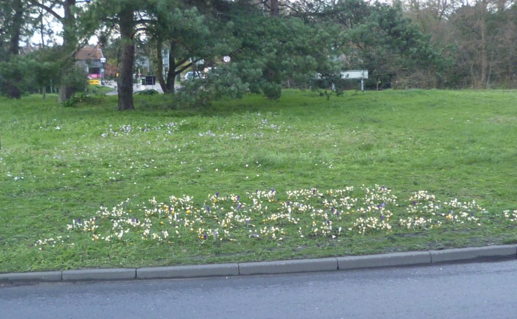 Beautiful Crocuses now coming into flower and trying to survive the wet weather and storms in February 2020!